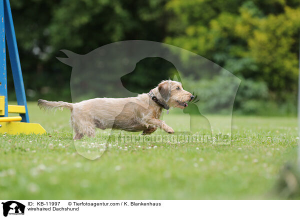 rauhaariger Dackel / wirehaired Dachshund / KB-11997