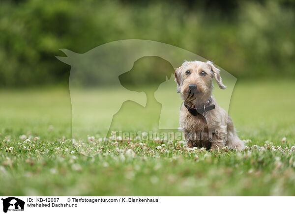 rauhaariger Dackel / wirehaired Dachshund / KB-12007