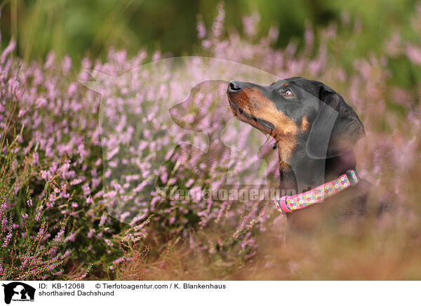 kurzhaariger Dackel / shorthaired Dachshund / KB-12068