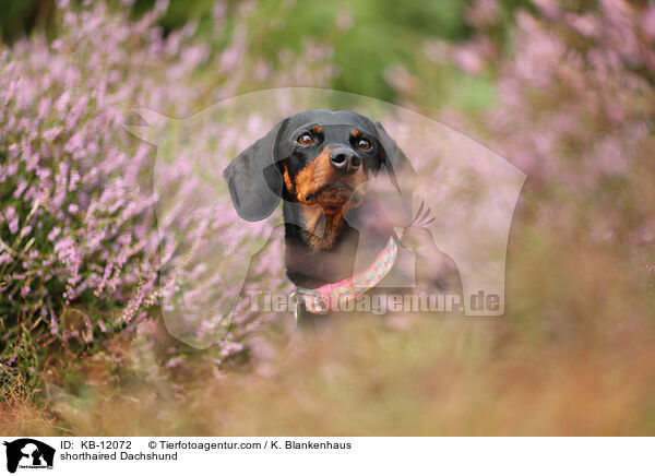 kurzhaariger Dackel / shorthaired Dachshund / KB-12072