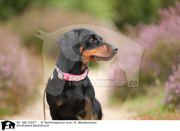 shorthaired Dachshund / KB-12077