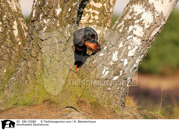 shorthaired Dachshund / KB-12086