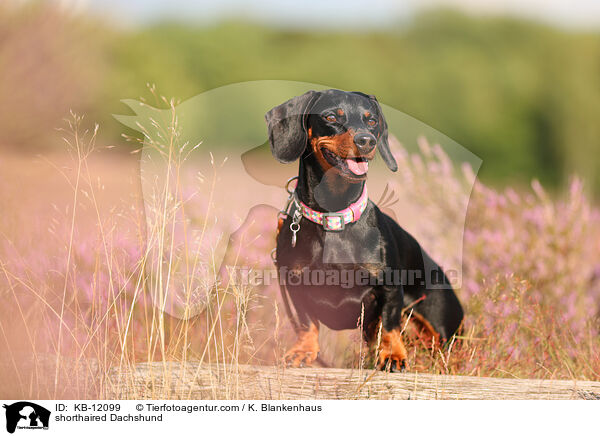 kurzhaariger Dackel / shorthaired Dachshund / KB-12099