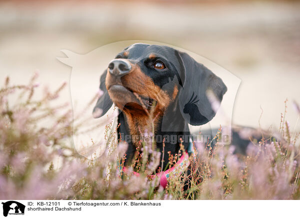 kurzhaariger Dackel / shorthaired Dachshund / KB-12101