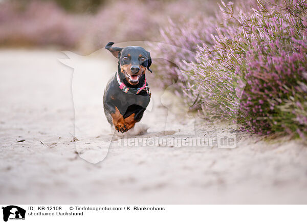 kurzhaariger Dackel / shorthaired Dachshund / KB-12108