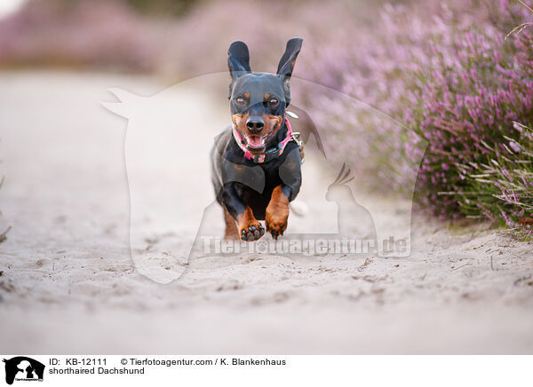 kurzhaariger Dackel / shorthaired Dachshund / KB-12111