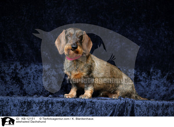 rauhaariger Dackel / wirehaired Dachshund / KB-12151