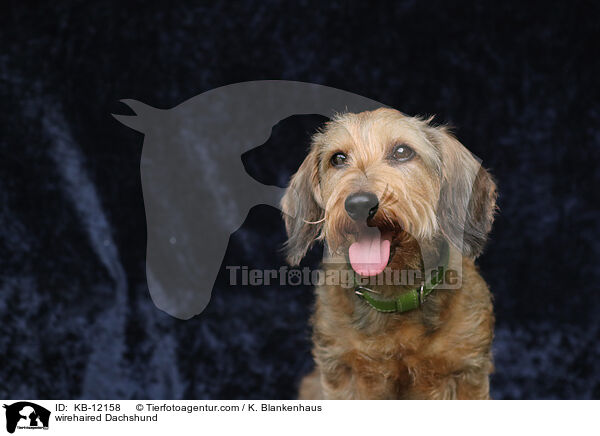 rauhaariger Dackel / wirehaired Dachshund / KB-12158