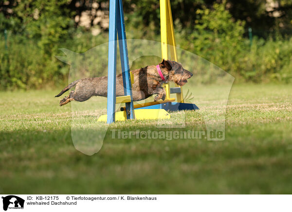 rauhaariger Dackel / wirehaired Dachshund / KB-12175