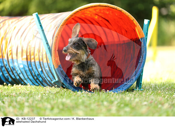 rauhaariger Dackel / wirehaired Dachshund / KB-12237