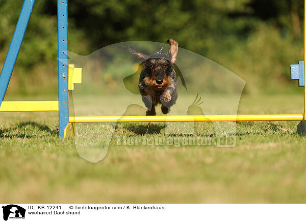 rauhaariger Dackel / wirehaired Dachshund / KB-12241