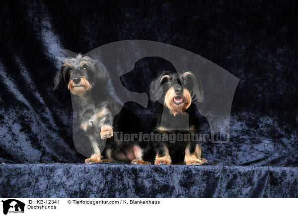 Dackel / Dachshunds / KB-12341