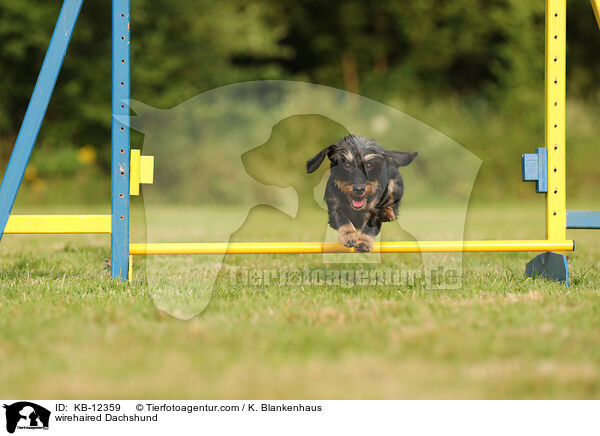 rauhaariger Dackel / wirehaired Dachshund / KB-12359