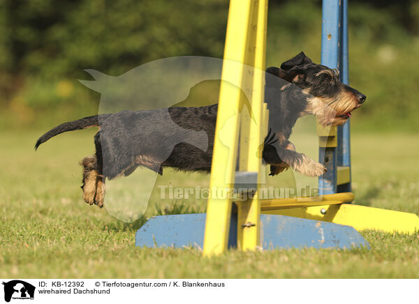 rauhaariger Dackel / wirehaired Dachshund / KB-12392