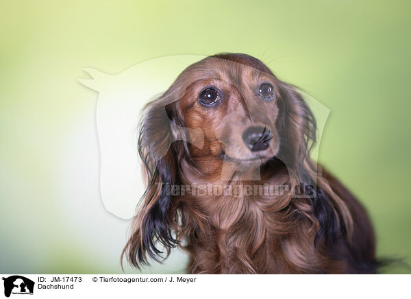 Dackel / Dachshund / JM-17473