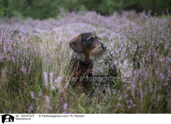 Dachshund / AH-07227