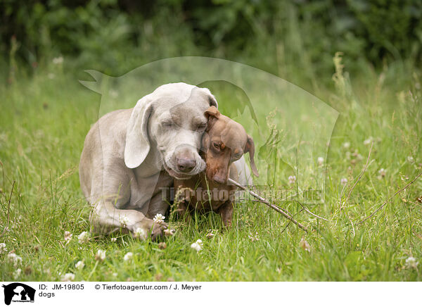 Hunde / dogs / JM-19805