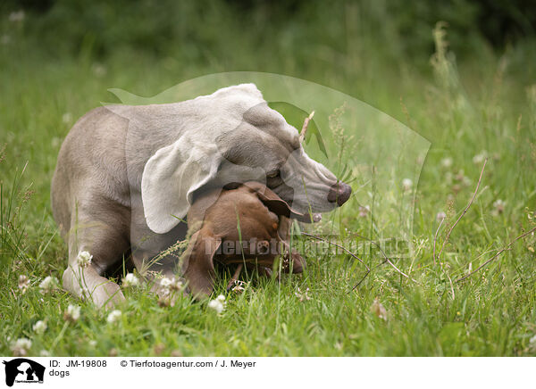 Hunde / dogs / JM-19808