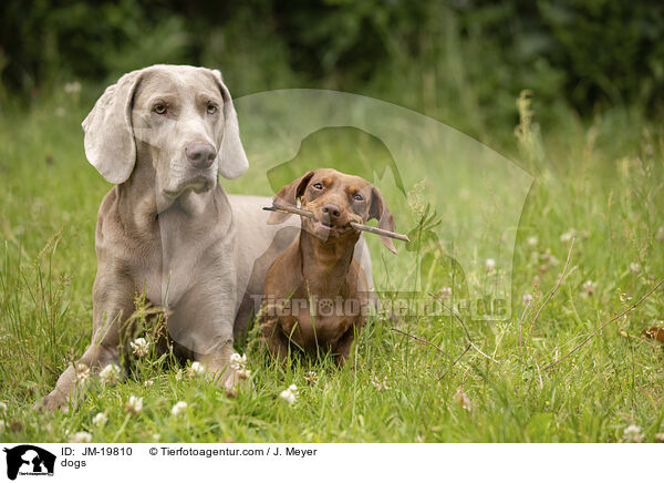 Hunde / dogs / JM-19810