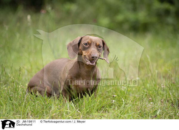 Dackel / Dachshund / JM-19811