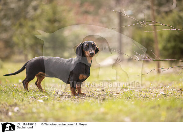 Dackel / Dachshund / JM-19813