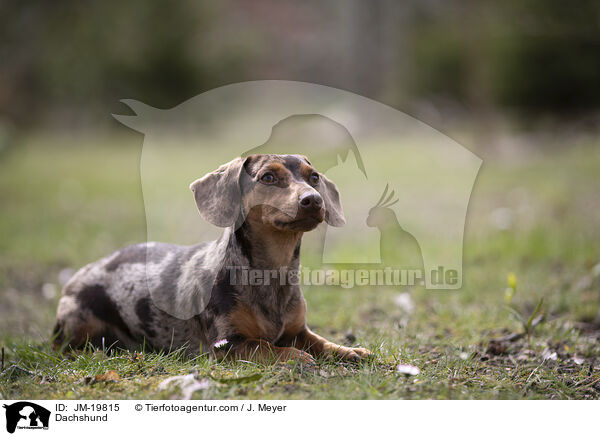 Dachshund / JM-19815