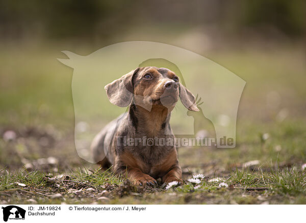 Dachshund / JM-19824