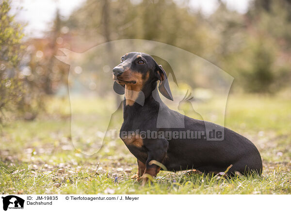 Dackel / Dachshund / JM-19835