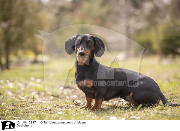 Dackel / Dachshund / JM-19837