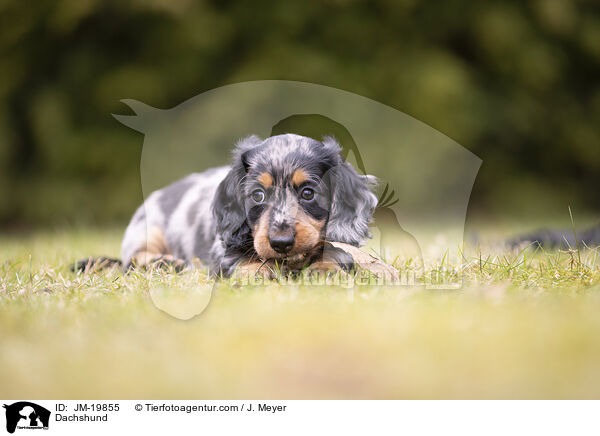 Dachshund / JM-19855