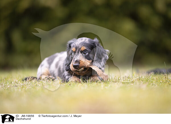 Dackel / Dachshund / JM-19856