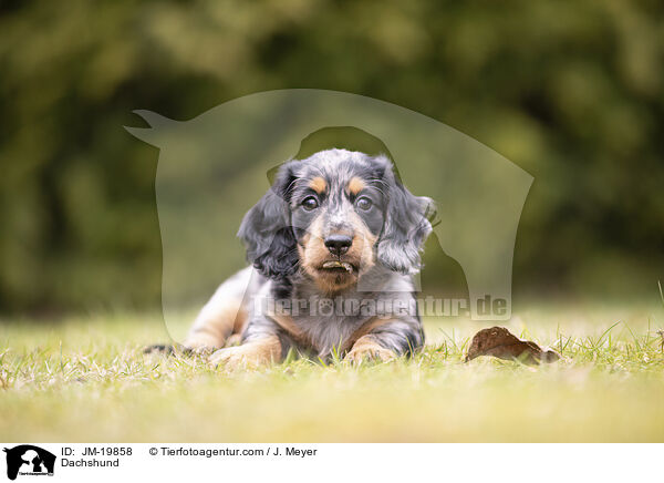 Dachshund / JM-19858