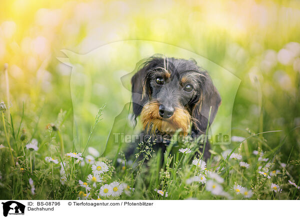 Dackel / Dachshund / BS-08796