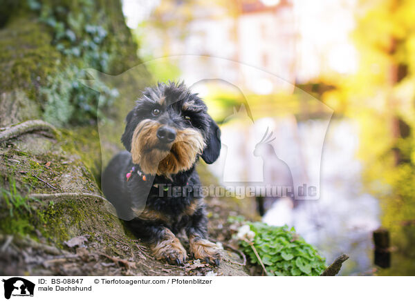 Dackel Rde / male Dachshund / BS-08847