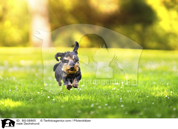 male Dachshund / BS-08865