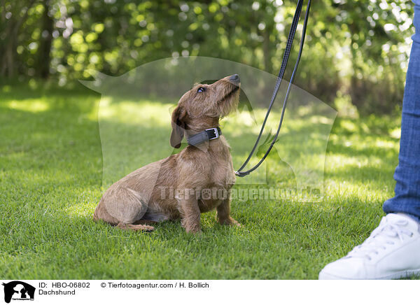 Dachshund / HBO-06802