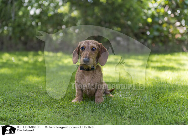 Dachshund / HBO-06806