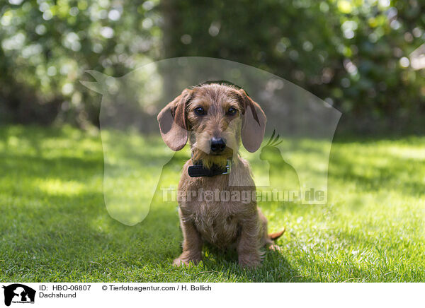 Dackel / Dachshund / HBO-06807