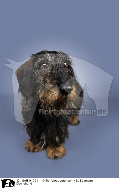 Dachshund / SAB-01091