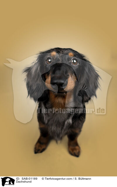 Dachshund / SAB-01189