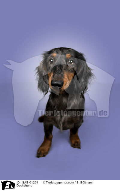 Dachshund / SAB-01204