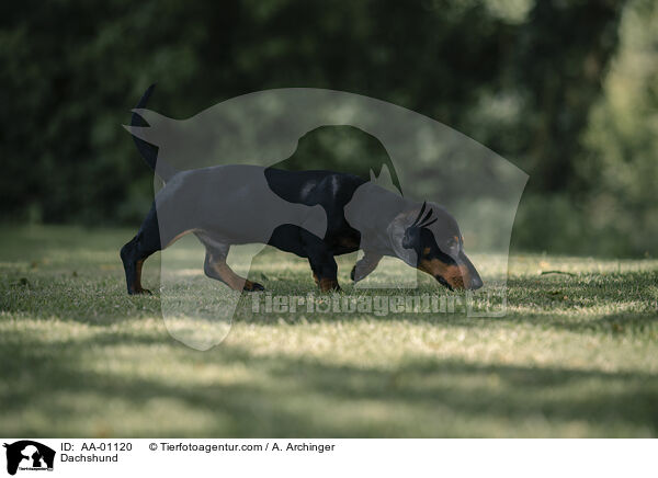 Dachshund / AA-01120