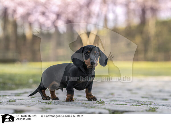 Dachshund / KAM-02824