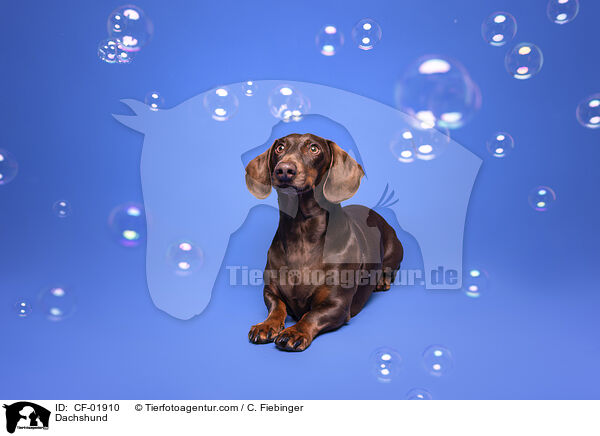 Dackel / Dachshund / CF-01910