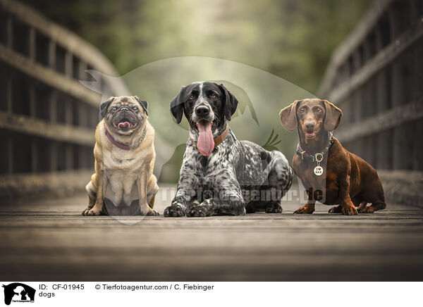 Hunde / dogs / CF-01945