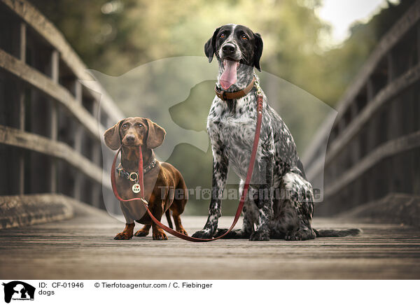 Hunde / dogs / CF-01946