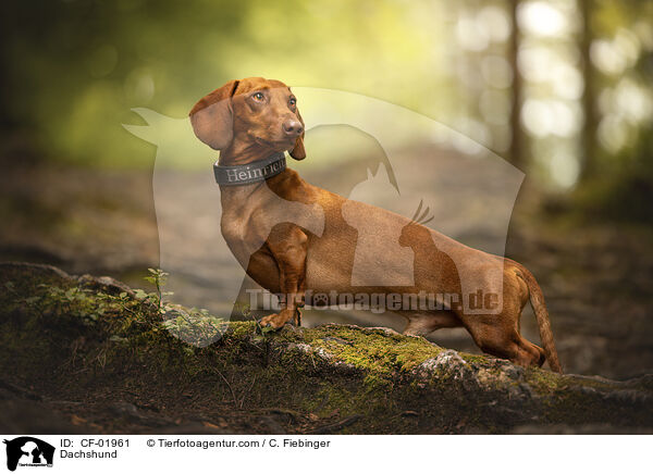 Dachshund / CF-01961