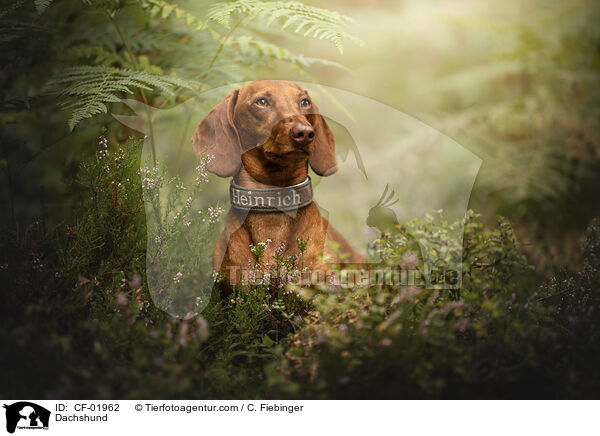 Dachshund / CF-01962