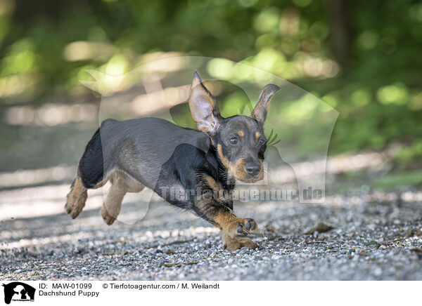 Dackel Welpe / Dachshund Puppy / MAW-01099