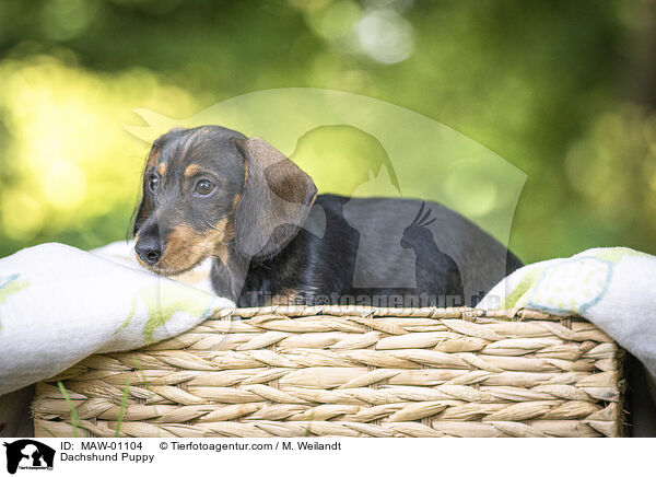 Dackel Welpe / Dachshund Puppy / MAW-01104